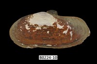 藏品(西施舌(西刀舌))的圖片